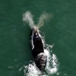 VEDETES dos mares estão de volta ao litoral catarinense