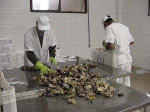 FOTO MARICULTURA.Divulgação.Arquivo